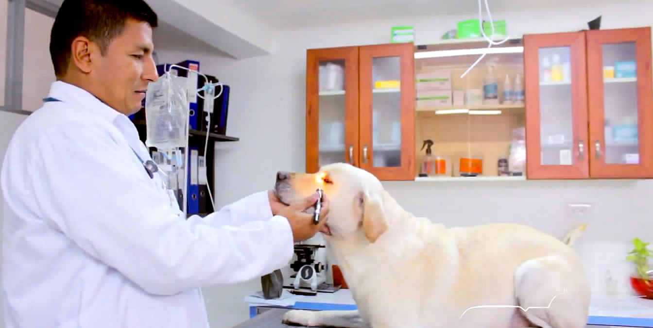 Clinicanes Consulta Veterinaria